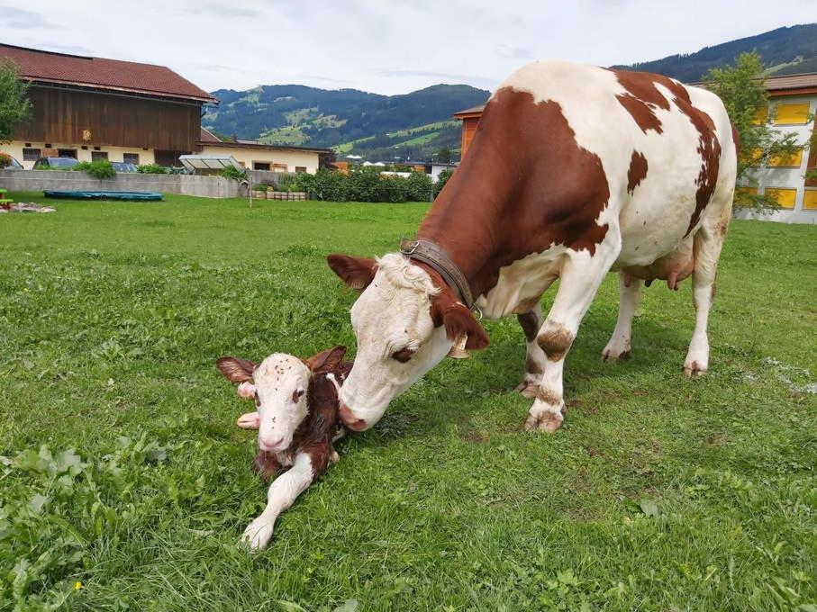 Ferienwohnung Hof Obertann Kirchberg in Tirol Exterior foto